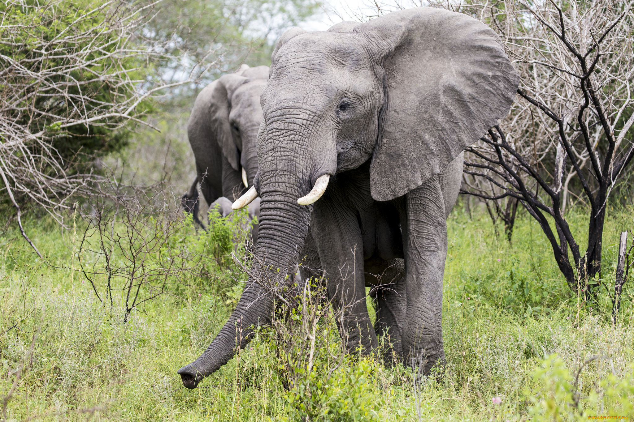 Азиатский слон. Азиатские слоны Elephas Maximus в дикой природе. Elephant 16k. Фото слониха и слонёнок купаются.